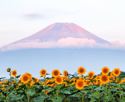 富士山下，向阳花开