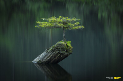 遗世独立
一棵像盆栽的小树从河中央的一棵枯树中长了出来。“这棵小树提醒我，只要一点点决心，你就能在不可能的情况下成长和开花，”摄影师Sam Snaps如是说。摄影：SAM SNAPS