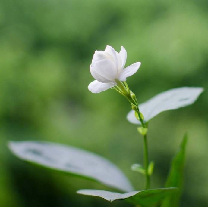 南海移栽岁月深，夜凉芳露湿罗襟。休将暗麝怜香腻，记取西来不染心。----《茉莉花》李孙宸