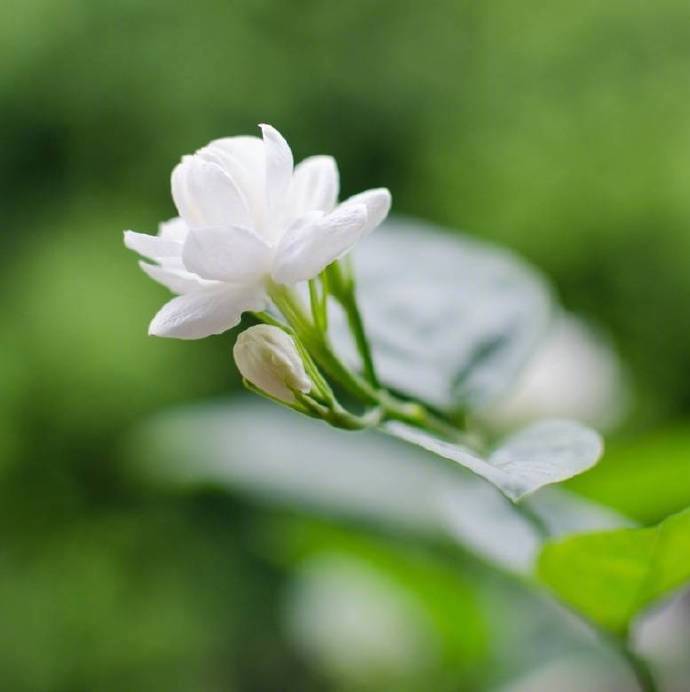 南海移栽岁月深，夜凉芳露湿罗襟。休将暗麝怜香腻，记取西来不染心。----《茉莉花》李孙宸