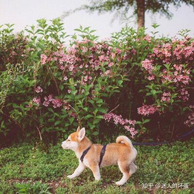 柴犬