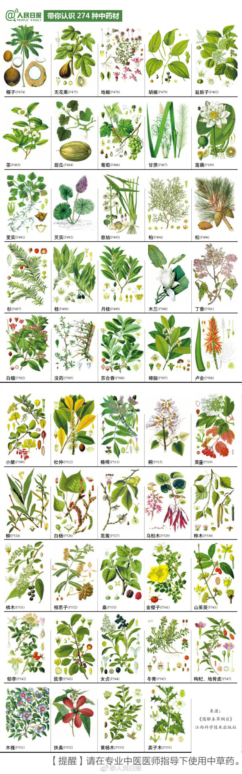 274种中草药材手绘图，值得认识收藏 via 人民日报