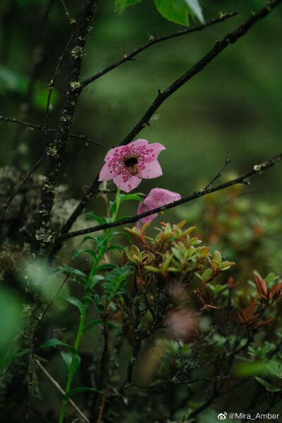 豹子花