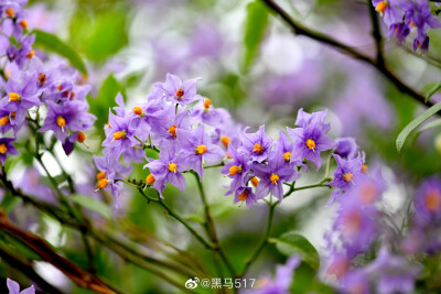 悬星藤，星花茄