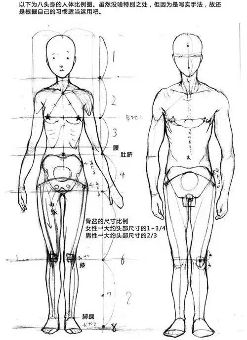 人体动态的研究和绘制方法教程，侵删