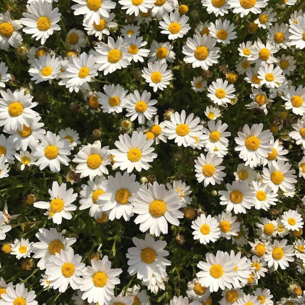 权志龙 花开再会