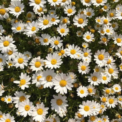 权志龙 花开再会