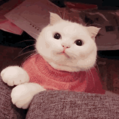 可爱猫咪GIF表情包