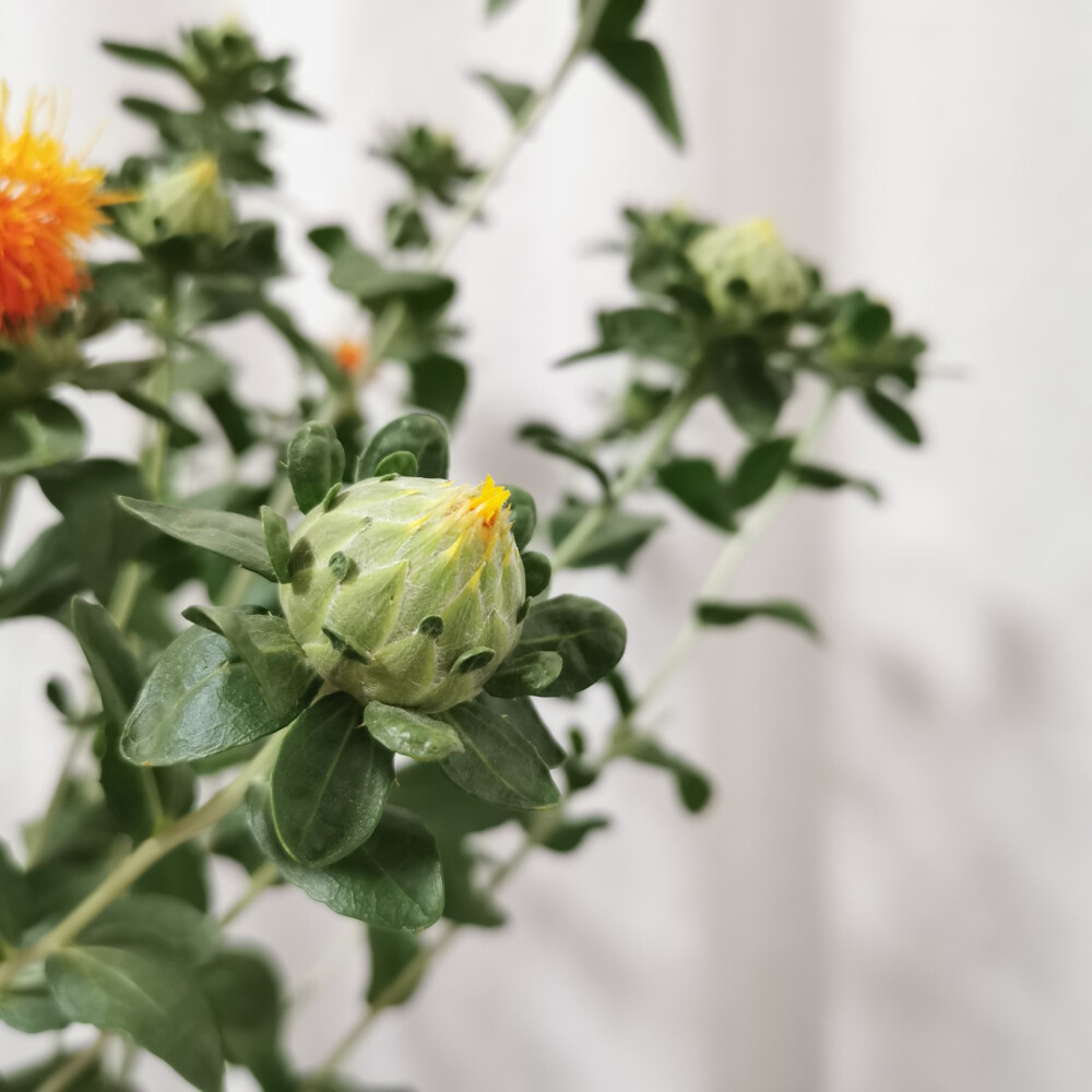 最近的照片
红花 花瓶 花器 莲蓬 宝塔绣球 各种香石竹