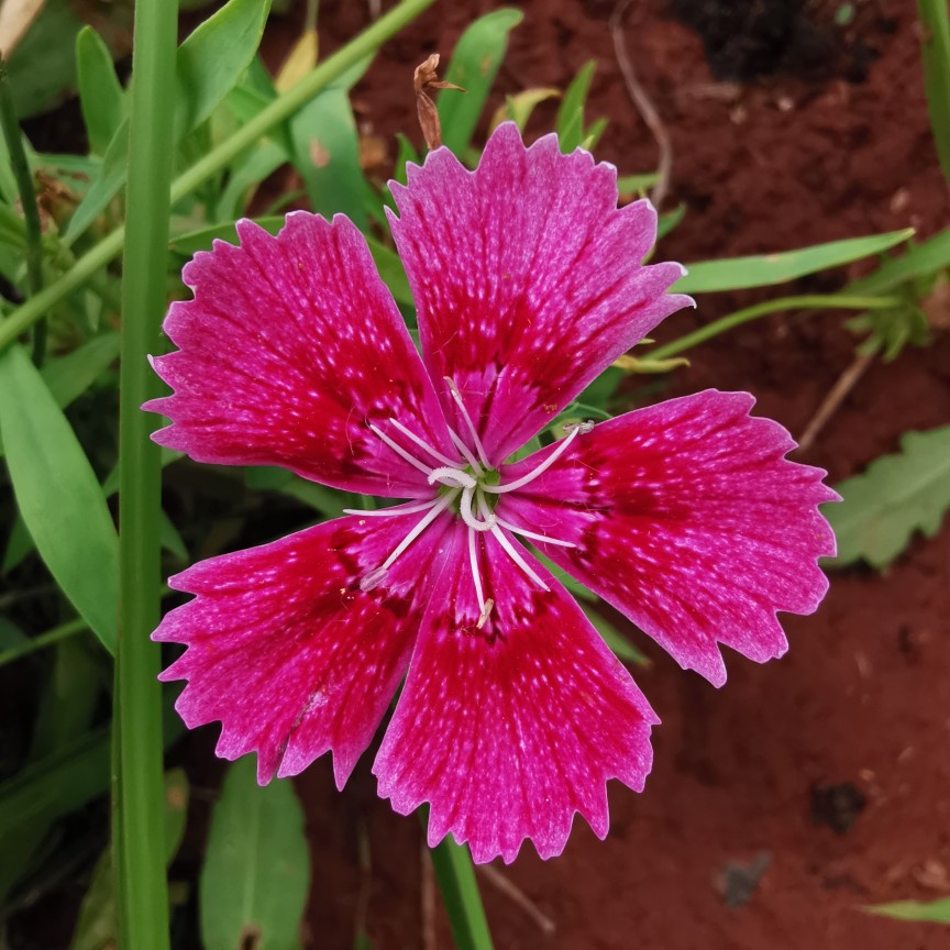 最近的照片
红花 花瓶 花器 莲蓬 宝塔绣球 各种香石竹