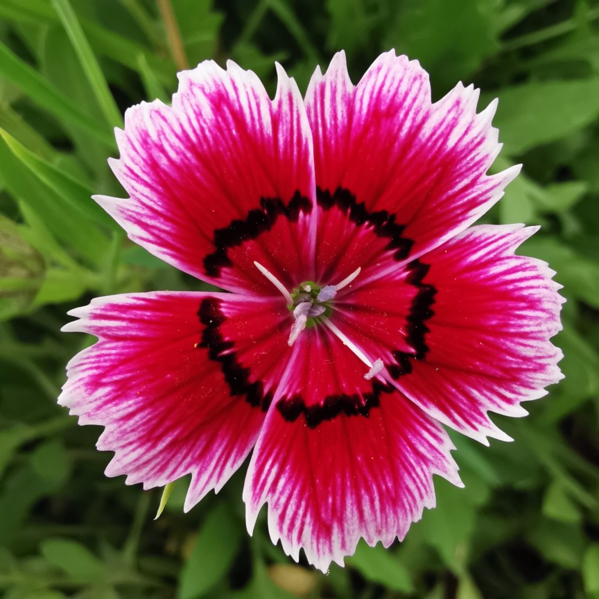 最近的照片
红花 花瓶 花器 莲蓬 宝塔绣球 各种香石竹