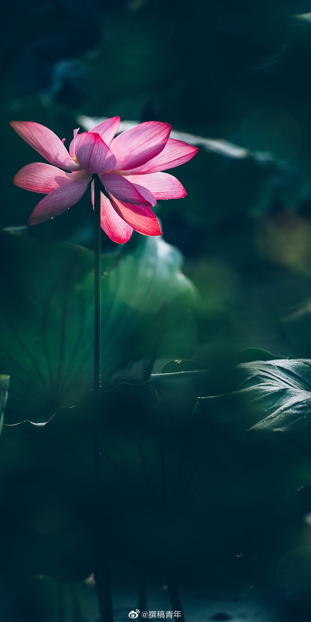 莲花- 堆糖,美图壁纸兴趣社区