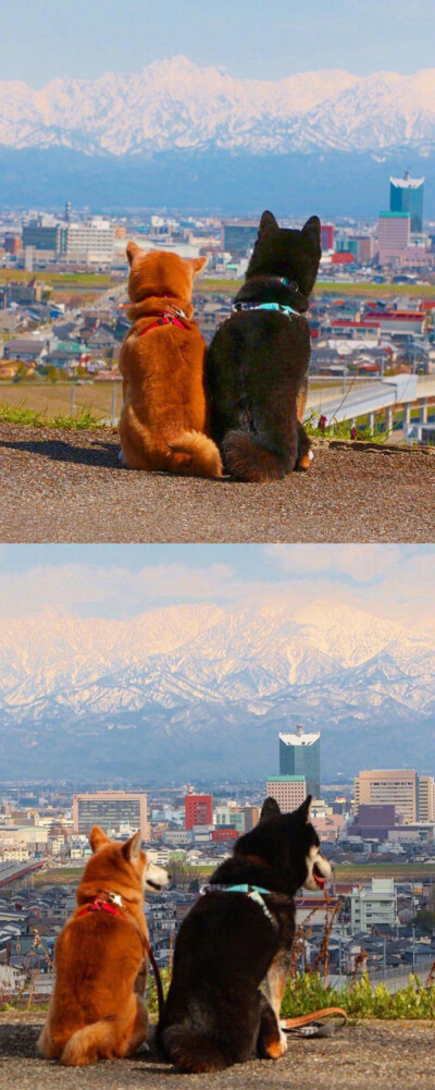 日本情侣狗狗