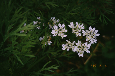 花季