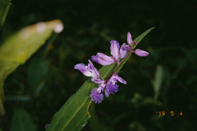 花季