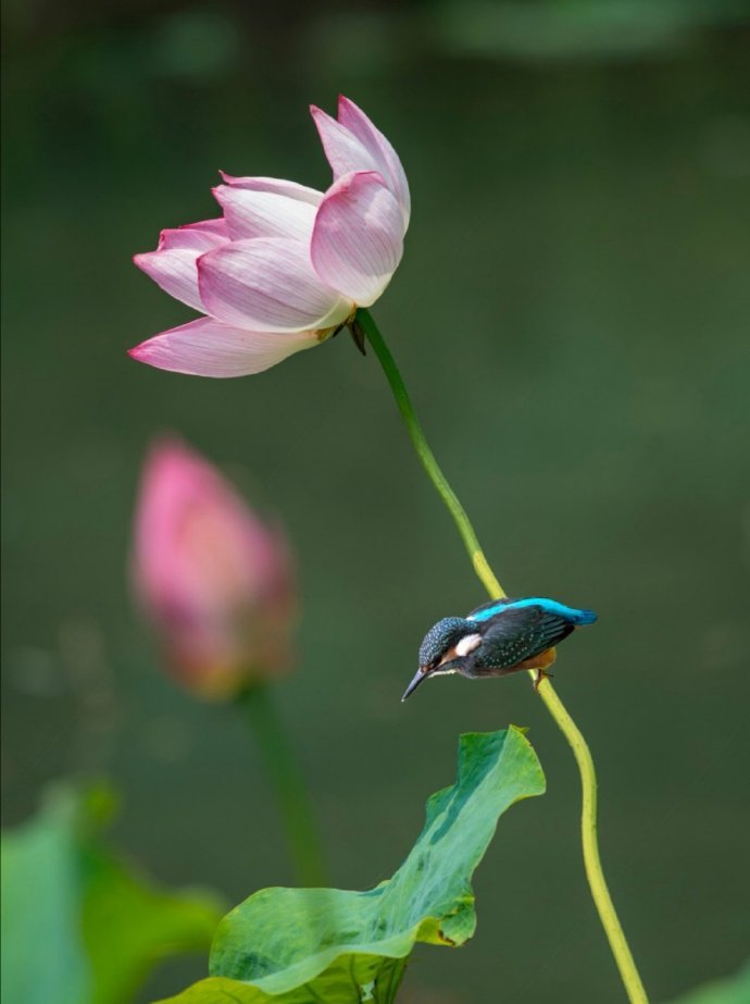 荷花翠鸟