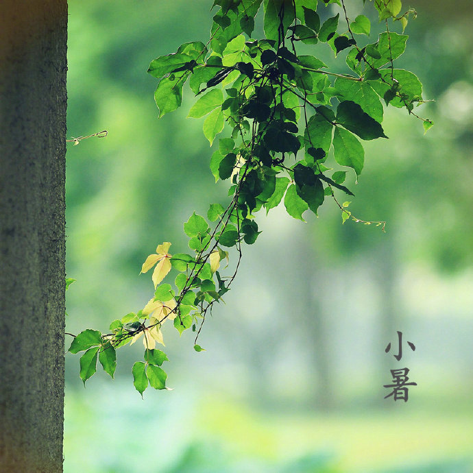 #微博节日# 【 今日 · 小暑 】--- “ 小暑是农历二十四节气之第十一个节气，夏天的第五个节气，表示季夏时节的正式开始。小暑为小热，还不十分热。《月令七十二候集解》：“六月节……暑，热也，就热之中分为大小，月初为小，月中为大，今则热气犹小也。”