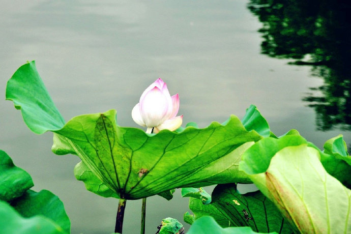 #微博节日# 【 今日 · 小暑 】--- “ 小暑是农历二十四节气之第十一个节气，夏天的第五个节气，表示季夏时节的正式开始。小暑为小热，还不十分热。《月令七十二候集解》：“六月节……暑，热也，就热之中分为大小，月初为小，月中为大，今则热气犹小也。”