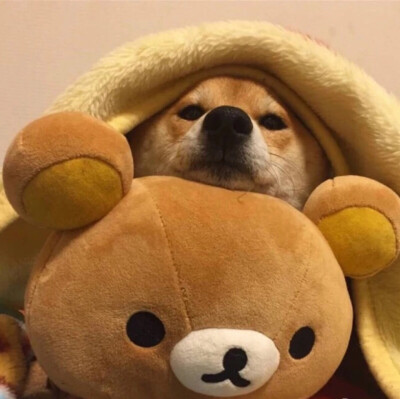 轻松熊狗子情侣头像