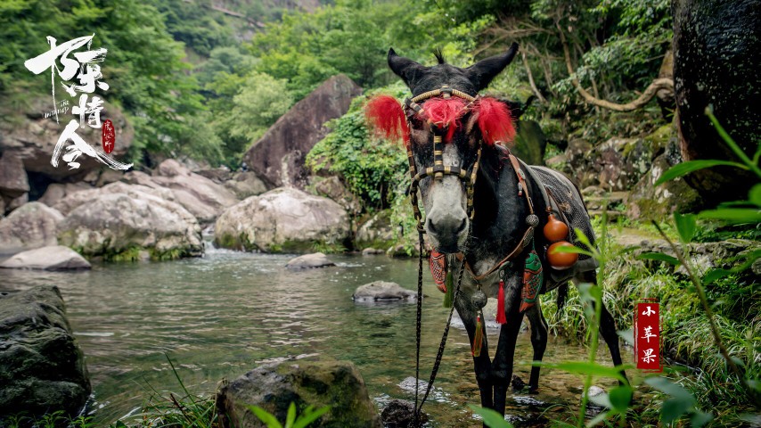 毛驴小苹果