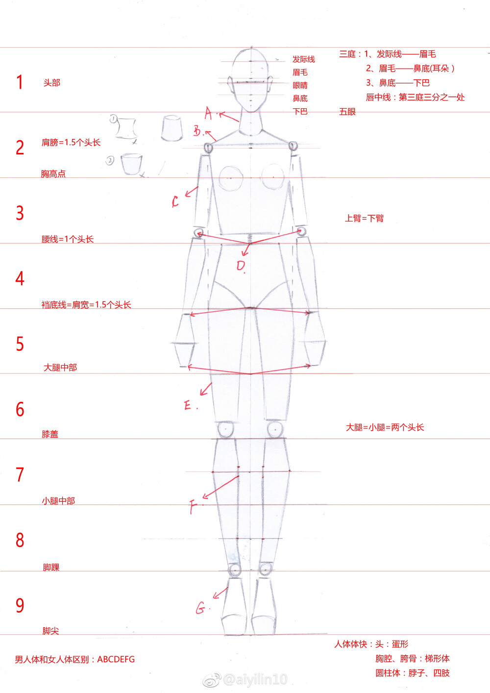 【超详细讲解时装画人体九头身比例～】作者： aiyilin101.以头作为基准，定出九个头长的比例。2.头是一个标准的鹅蛋型，注意两边左右对称。3.脖子是一个上小下粗的圆柱体。胸腔是一个梯形。在第二个头长的二分之一稍微上去一点的位置，画出肩线，肩宽等于1.5个头长，定出左右两边的肩宽。