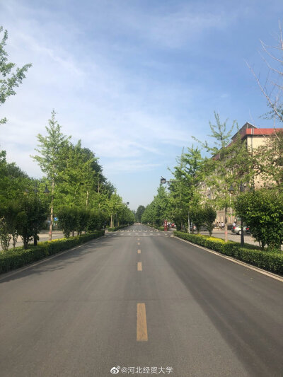 柴犬 樱桃小丸子 柴犬