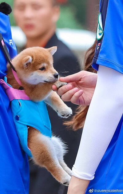 柴犬 樱桃小丸子 柴犬