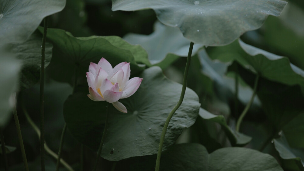 摄影/狐女侠