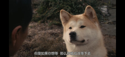 《忠犬八公》