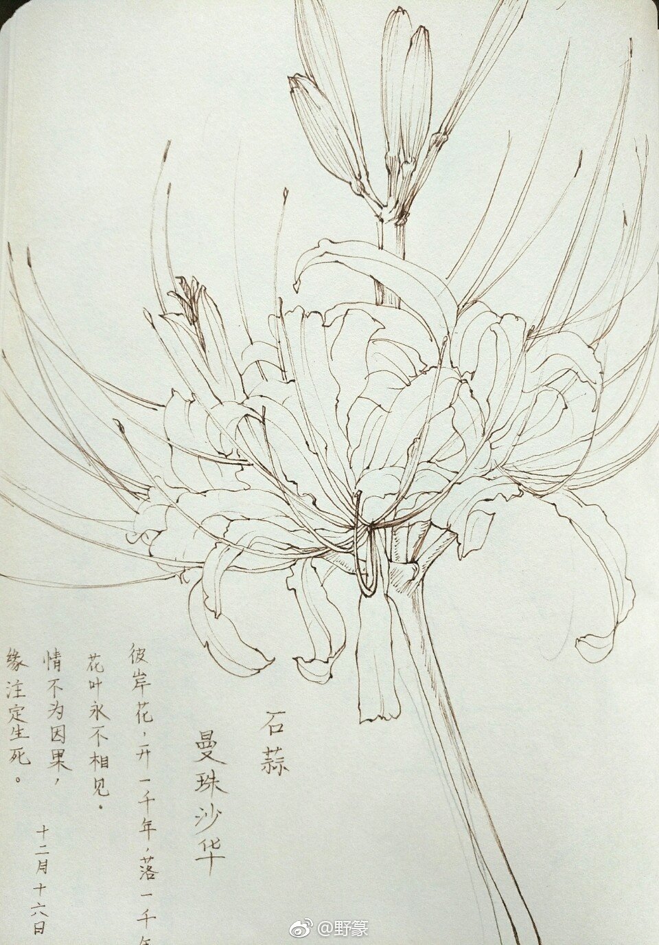 一组花卉线稿~ （作者： 野篆 ） ​ ​​​