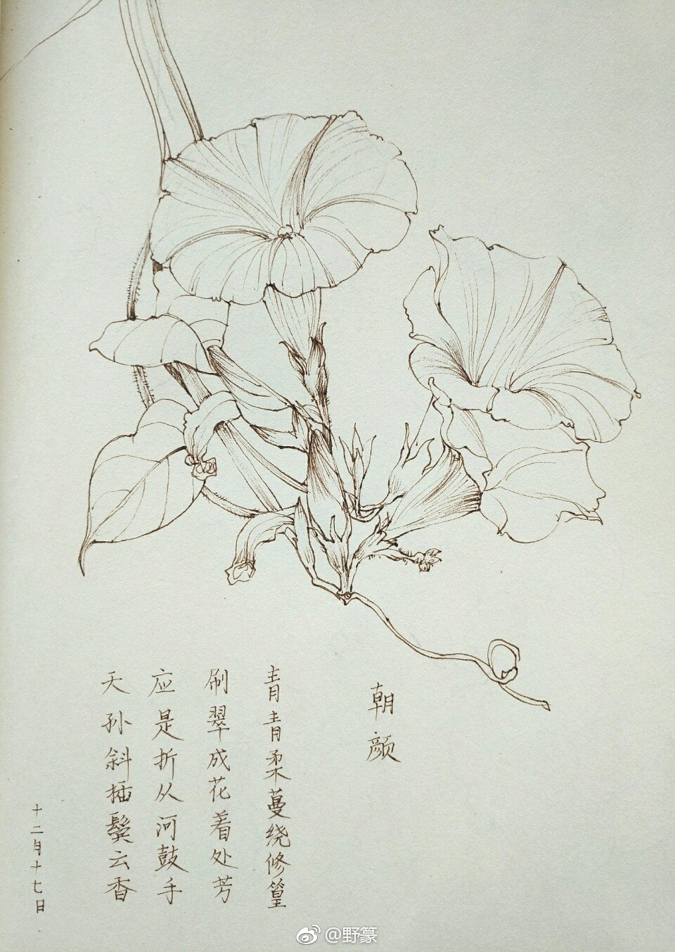 一组花卉线稿~ （作者： 野篆 ） ​ ​​​