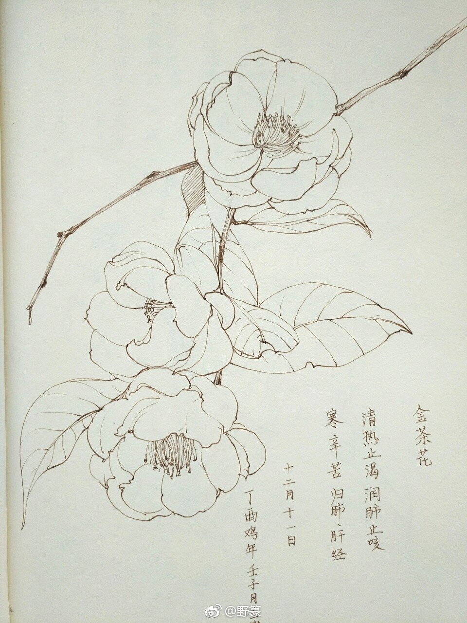 一组花卉线稿~ （作者： 野篆 ） ? ???