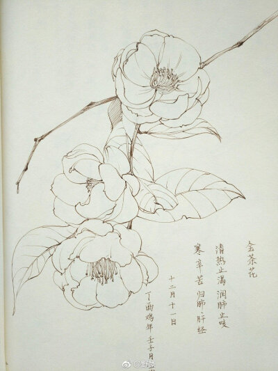 一组花卉线稿~ （作者： 野篆 ） ? ???