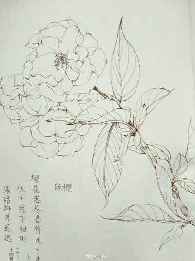 一组花卉线稿~ （作者： 野篆 ） ? ???