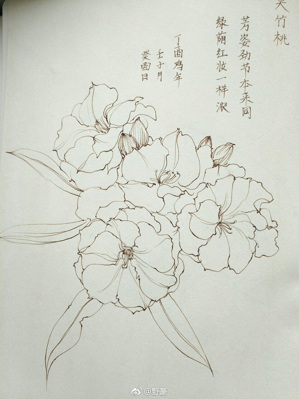 一组花卉线稿~ （作者： 野篆 ） ​ ​​​