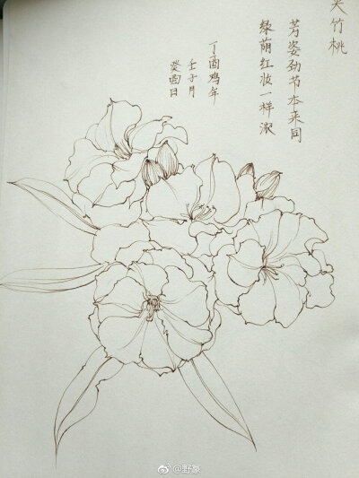 一组花卉线稿~ （作者： 野篆 ） ​ ​​​