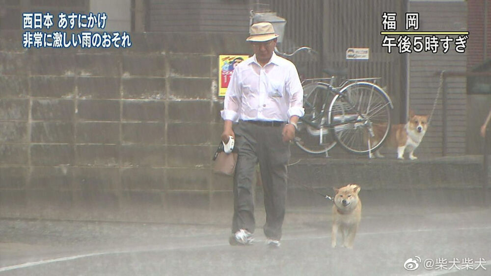 经典老图：下午5点多的福冈，看到在暴雨中散步的柴犬后惊讶不已的柯基