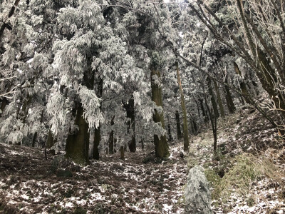 南岳衡山
雾凇