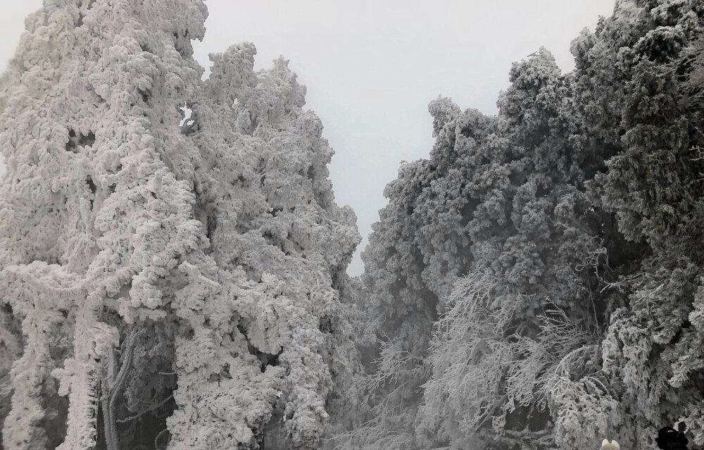 南岳衡山
雾凇