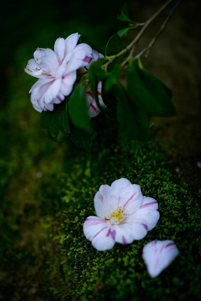 林老师摄影