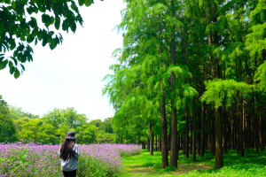 “夏风不曾知我意，
  经此穿林径，遥去与你相遇。”