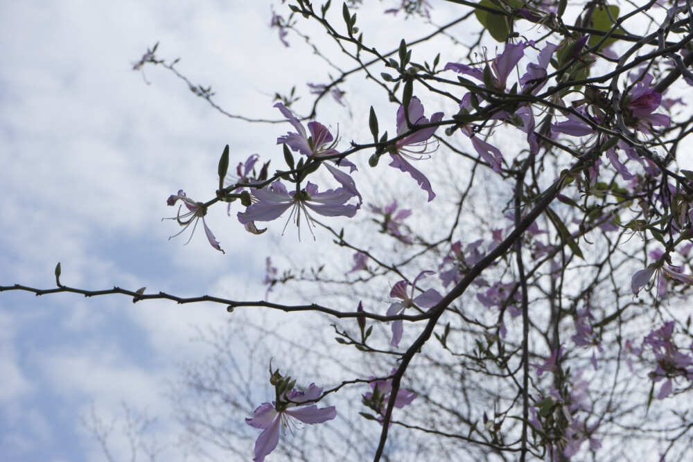 攝于天河公園/流花湖公園