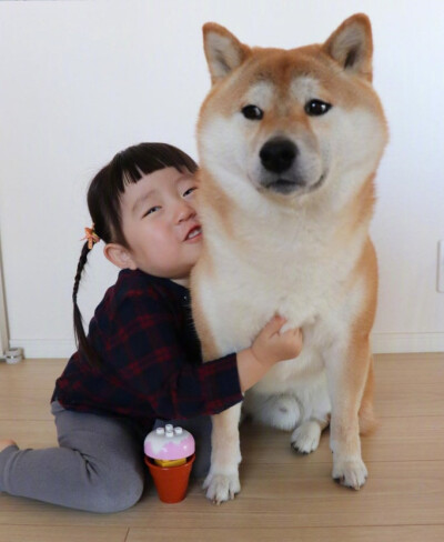 柴犬和宝宝们