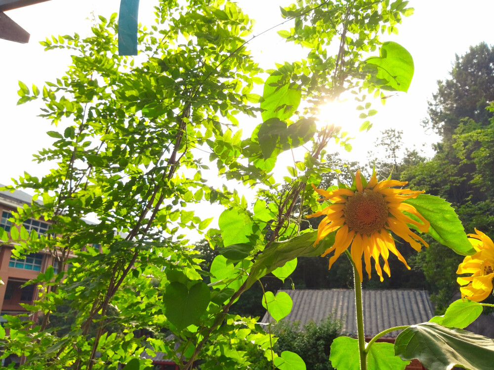 贵阳一中 学校 建筑 向日葵 风铃