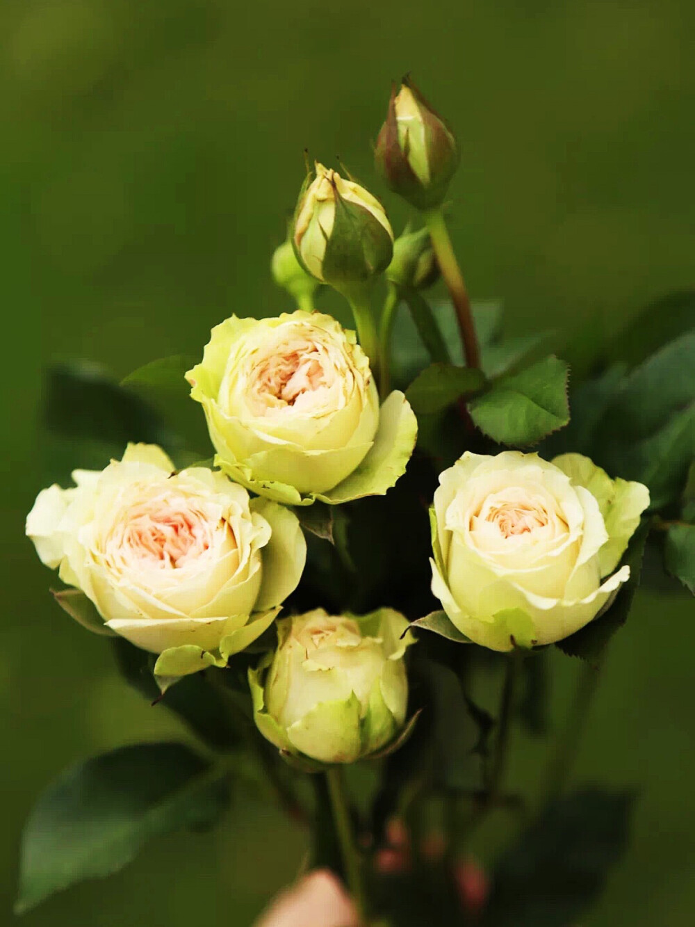 帕尔玛玫瑰：帕尔玛多头玫瑰，一个进口的新玫瑰品种，源自奥斯汀月季，即英国的大卫·奥斯汀(David C.H Austin)所培育的月季品种。