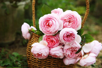 威基伍德玫瑰：又称奥乔西亚（Ausjosiah），英国奥斯汀玫瑰品种之一，是大卫·奥斯汀（David Austin）于2009年培育的，植株可高150至305厘米，可以作为藤本种植，花开带有令人愉悦的水果香味，花瓣中心散发出丁香气味…
