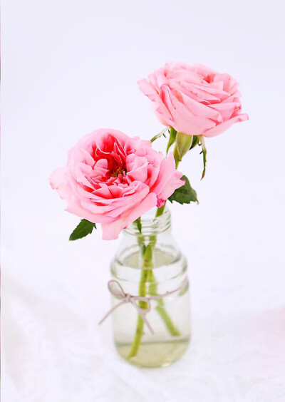 荔枝玫瑰，玫瑰花种类中的一员，花艺师的新宠，却是土生土长的中国玫瑰，花型上看很像奥斯汀玫瑰中的Charity，颜色粉嘟嘟的，花瓣层层叠叠，花心里长出绿色雄蕊，个性十足，过目难忘。