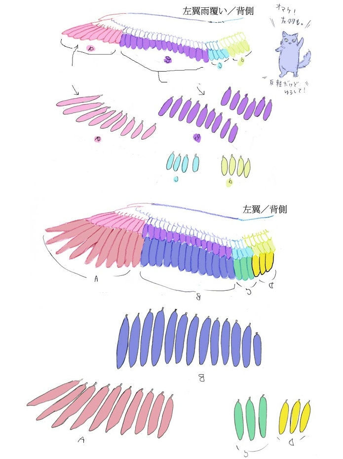 鸟类翅膀教程