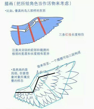 鸟类翅膀教程