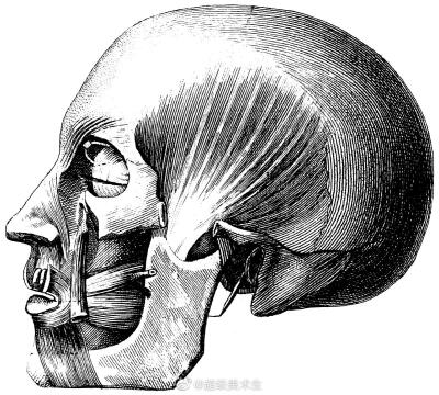头像骨骼素描。